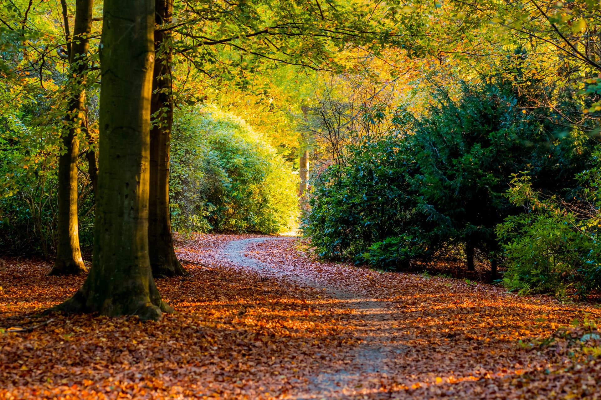 Sentier traversant la forêt de Soignes aux couleurs de l'automne